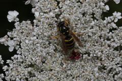 Dolichovespula saxonica