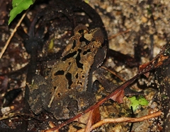 Incilius leucomyos