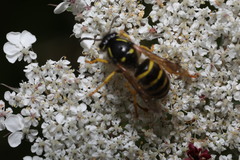 Dolichovespula saxonica