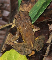 Incilius leucomyos