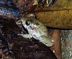 Craugastor aurilegulus