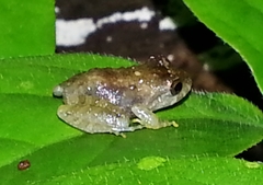 Craugastor aurilegulus