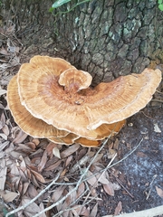 Inocutis ludoviciana