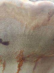 Inocutis ludoviciana