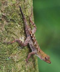 Anolis wilsoni