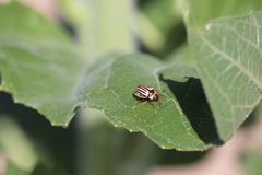 Zygogramma exclamationis