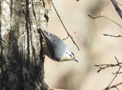 Algerian Nuthatch photo 5