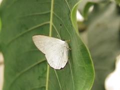 Euselasia cataleuca