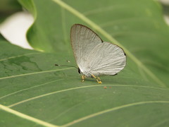 Euselasia cataleuca