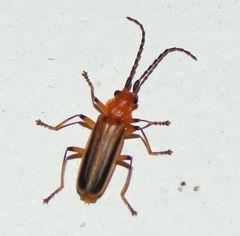 Tylocerus maculicornis