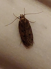 Hofmannophila pseudospretella