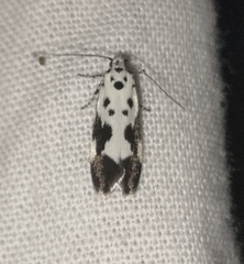 Ethmia quadrillella