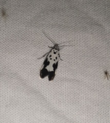 Ethmia quadrillella