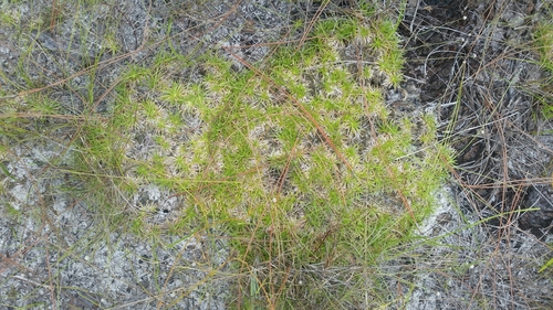 Paepalanthus beyrichianus image
