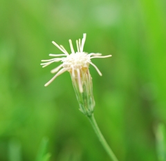 Brickellia eupatorioides chlorolepis