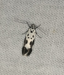 Ethmia quadrillella