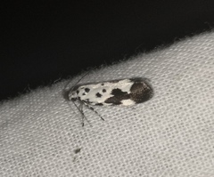 Ethmia quadrillella