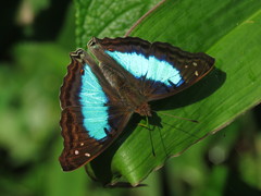 Doxocopa laurentia cherubina
