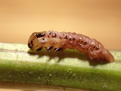 Papaipema leucostigma