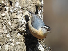 Algerian Nuthatch photo 1