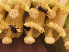 Trigona nigerrima