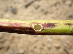 Papaipema leucostigma