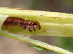 Papaipema leucostigma