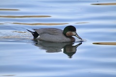 Anas platyrhynchos × Mareca strepera