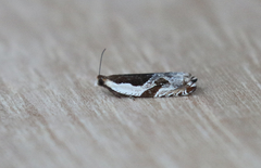 Ancylis simuloides