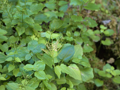 Cardamine cordifolia