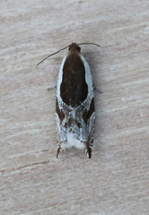 Ancylis simuloides