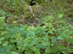 Cardamine cordifolia