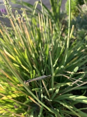 Coenagrionidae