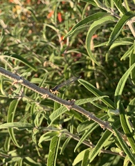 Coenagrionidae