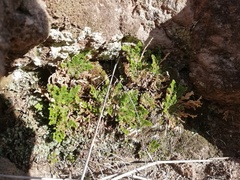 Selaginella lepidophylla