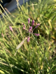 Coenagrionidae