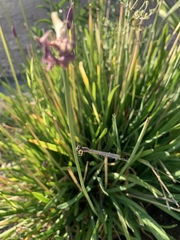 Coenagrionidae