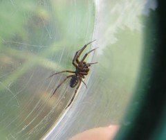 Nurscia albomaculata