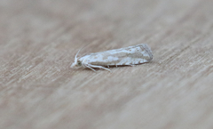 Pelochrista serpentana