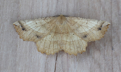 Euchlaena johnsonaria
