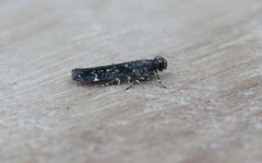 Chionodes sabinianae