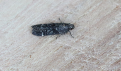 Chionodes sabinianae