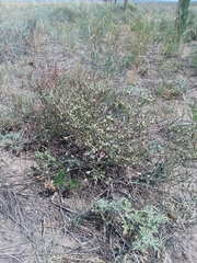 Eriogonum effusum