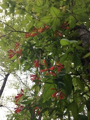 Lonicera sempervirens sempervirens