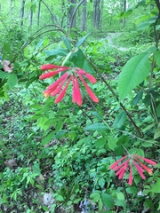 Lonicera sempervirens sempervirens