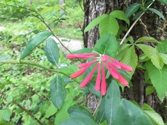 Lonicera sempervirens sempervirens