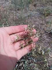 Eriogonum effusum