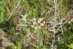 Asclepias ovalifolia