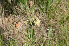 Asclepias ovalifolia