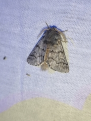 Thaumetopoea pityocampa